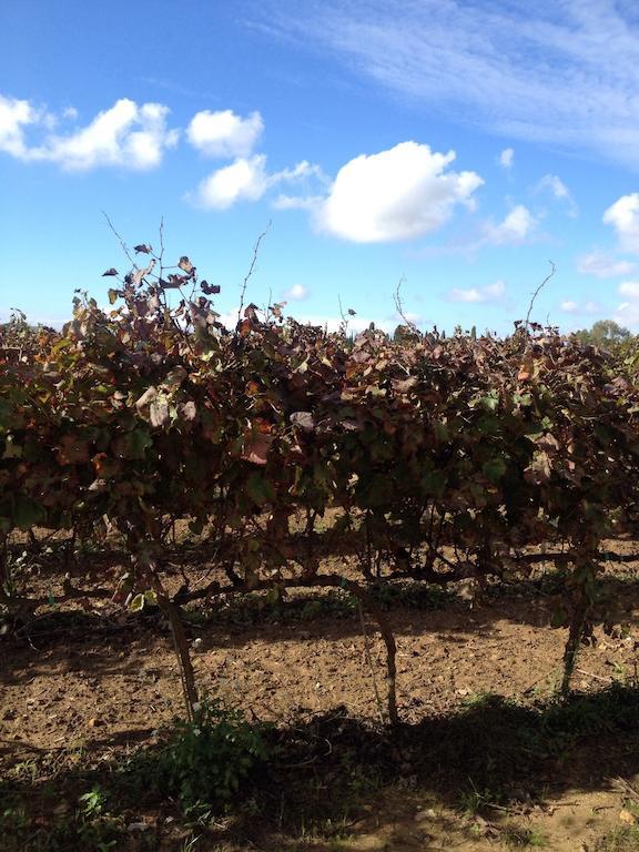 Masseria San Polo Squinzano Ngoại thất bức ảnh